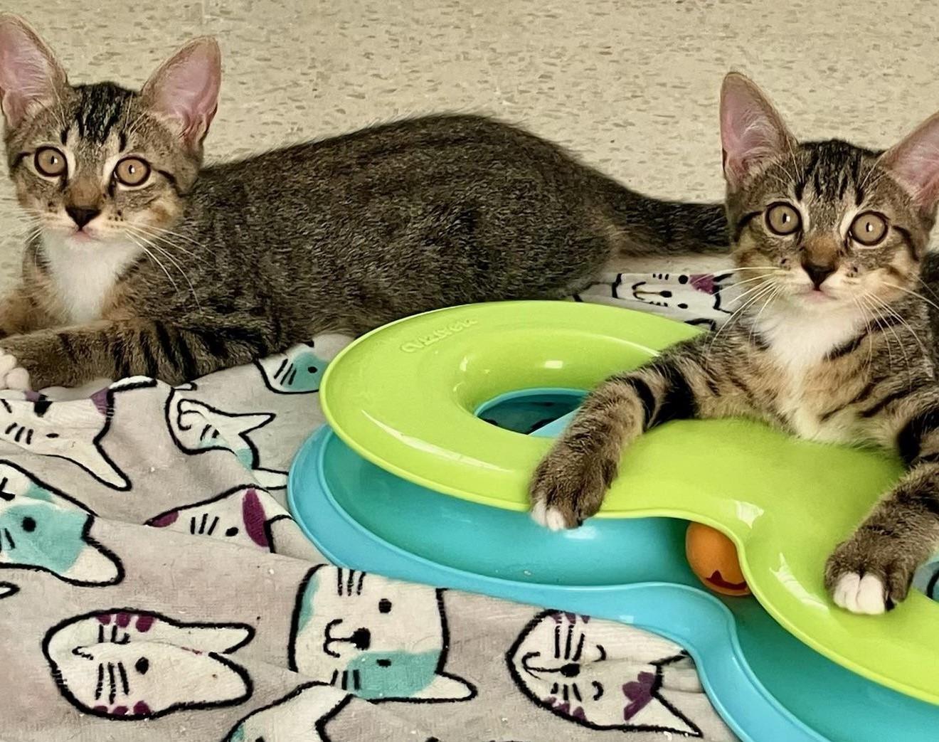 Techno & Geisha - BONDED SIBLINGS, a Adoptable Domestic Short Hair in Boston, MA image 2/2