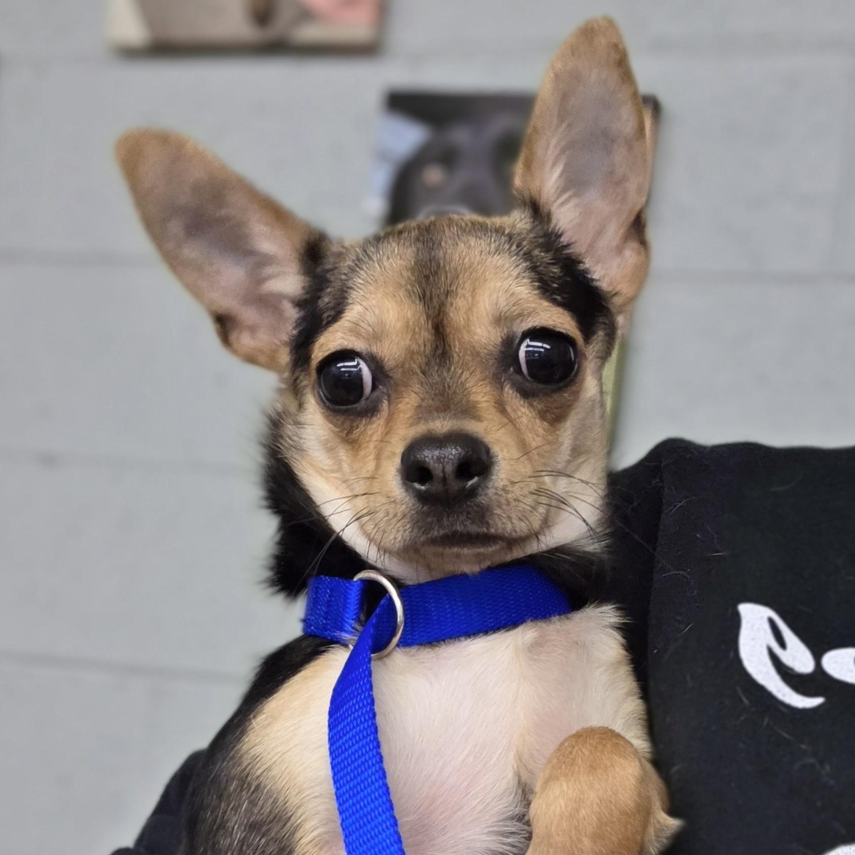 Enlarge Brie, a ADOPTABLE Chihuahua in Clovis, CA image 3/5