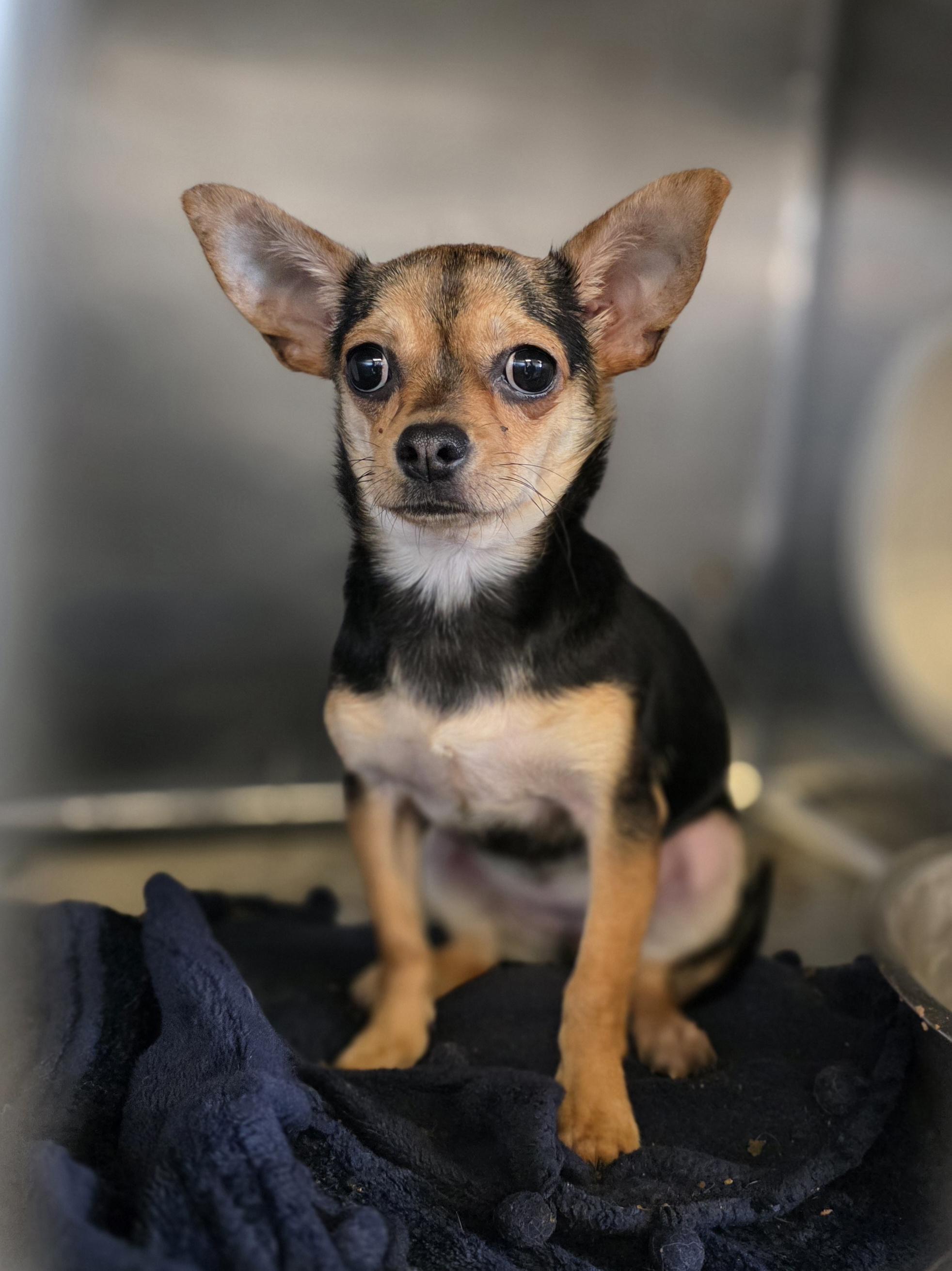 Enlarge Brie, a ADOPTABLE Chihuahua in Clovis, CA image 5/5