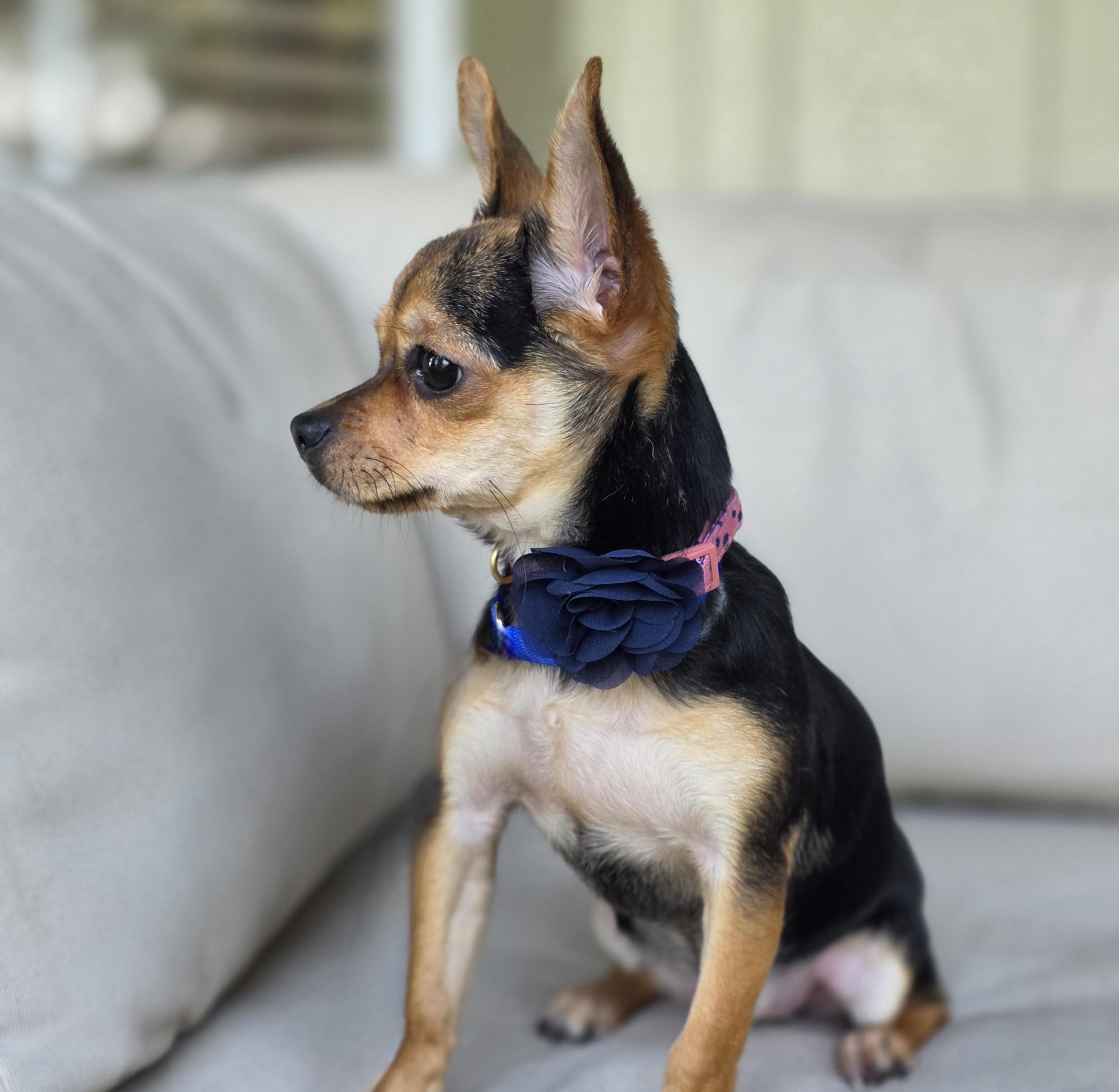 Brie, ADOPTABLE, Young Female Chihuahua.
