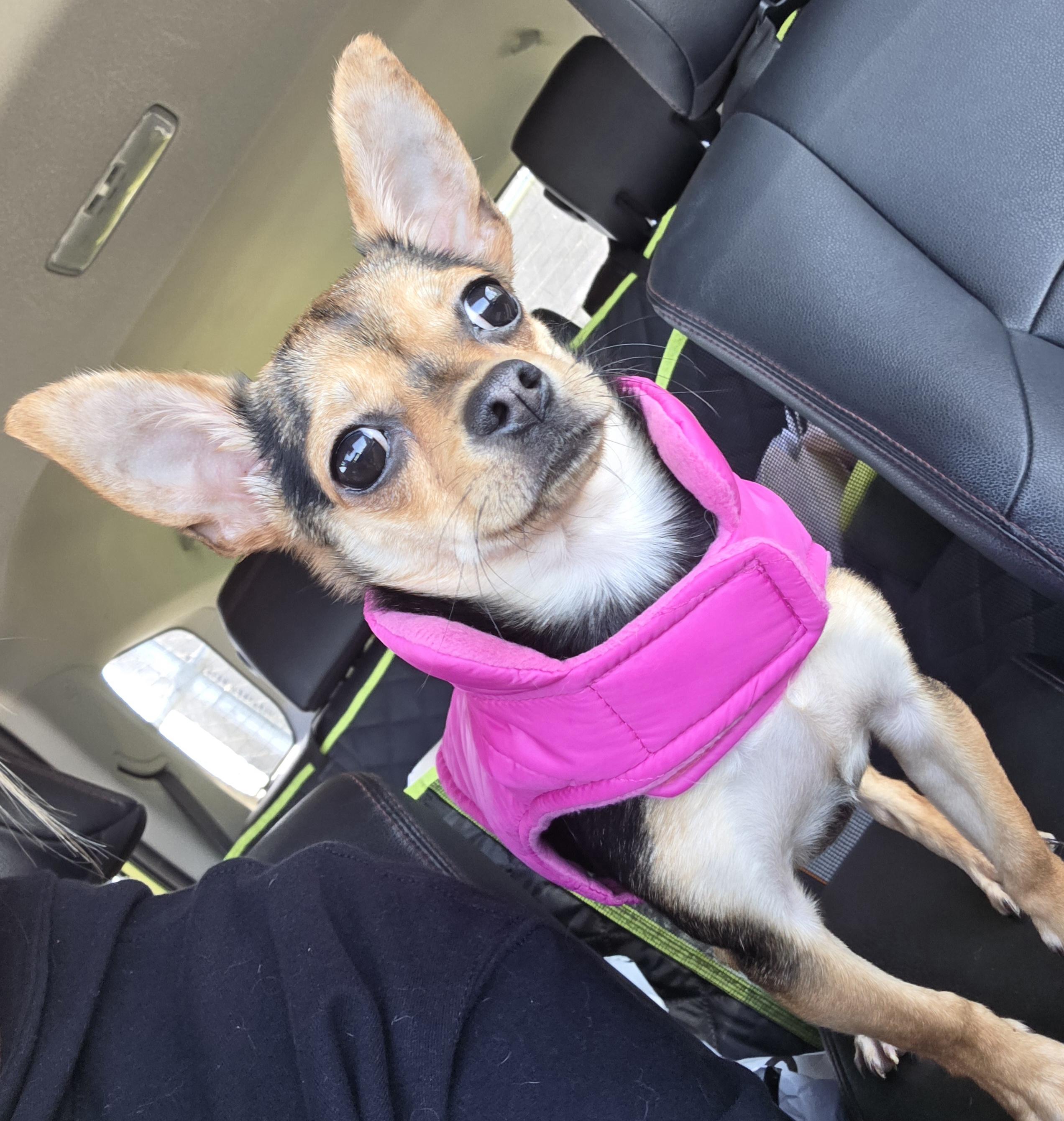 Enlarge Brie, a ADOPTABLE Chihuahua in Clovis, CA image 2/5
