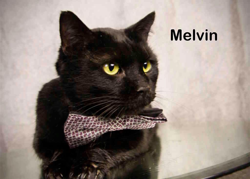 Melvin, Adoptable, Adult Male Domestic Short Hair.