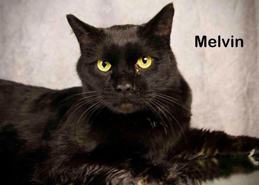 Enlarge Melvin, a Adoptable Domestic Short Hair in York, NE image 2/4