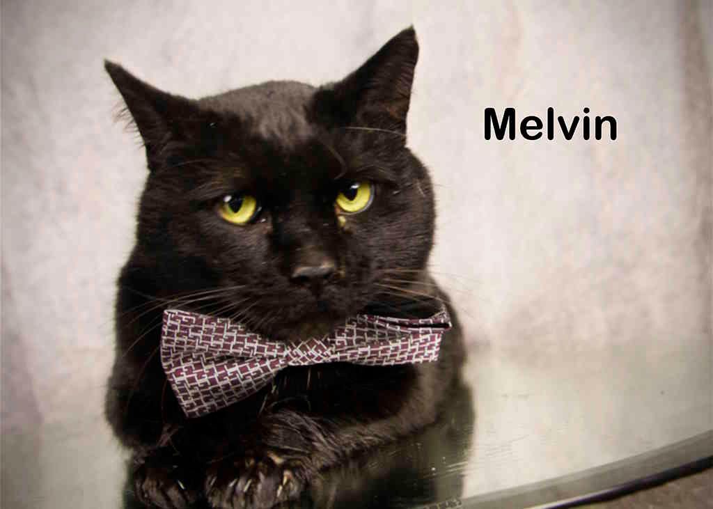 Enlarge Melvin, a Adoptable Domestic Short Hair in York, NE image 3/4