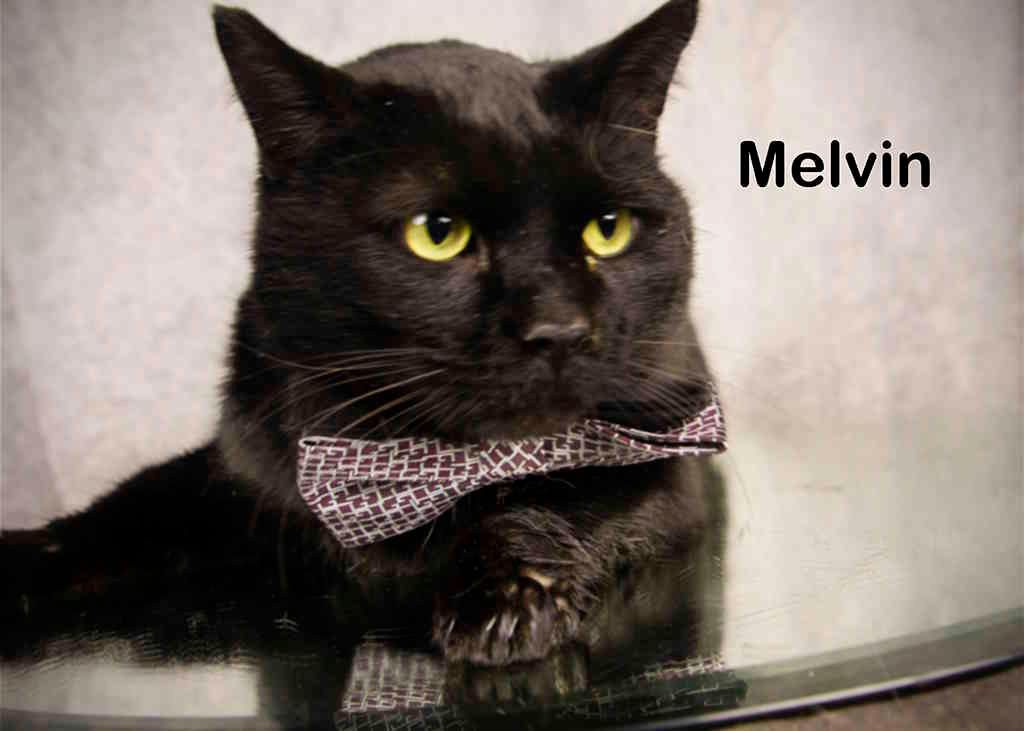 Enlarge Melvin, a Adoptable Domestic Short Hair in York, NE image 4/4