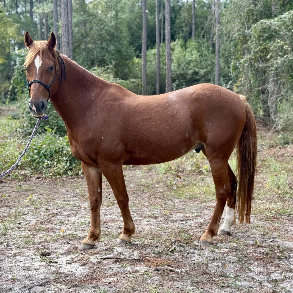 Enlarge Little Ricky, a Adoptable Quarterhorse in Freeport, FL image 1/6