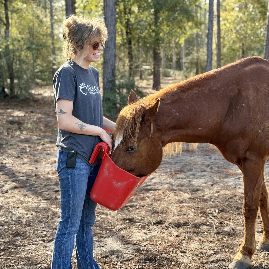Enlarge Little Ricky, a Adoptable Quarterhorse in Freeport, FL image 2/6