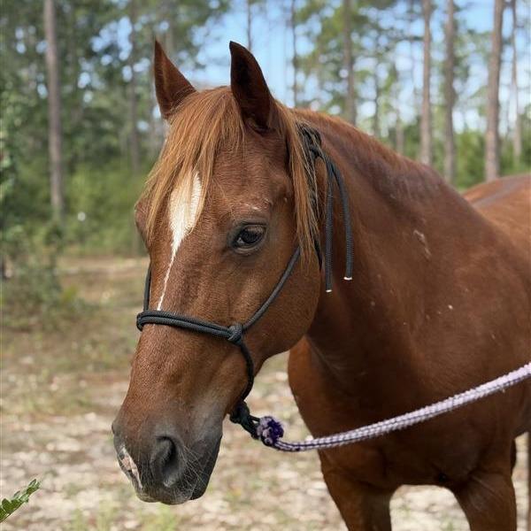 Enlarge Little Ricky, a Adoptable Quarterhorse in Freeport, FL image 5/6