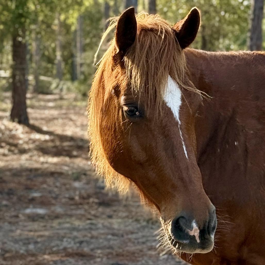 Enlarge Little Ricky, a Adoptable Quarterhorse in Freeport, FL image 6/6