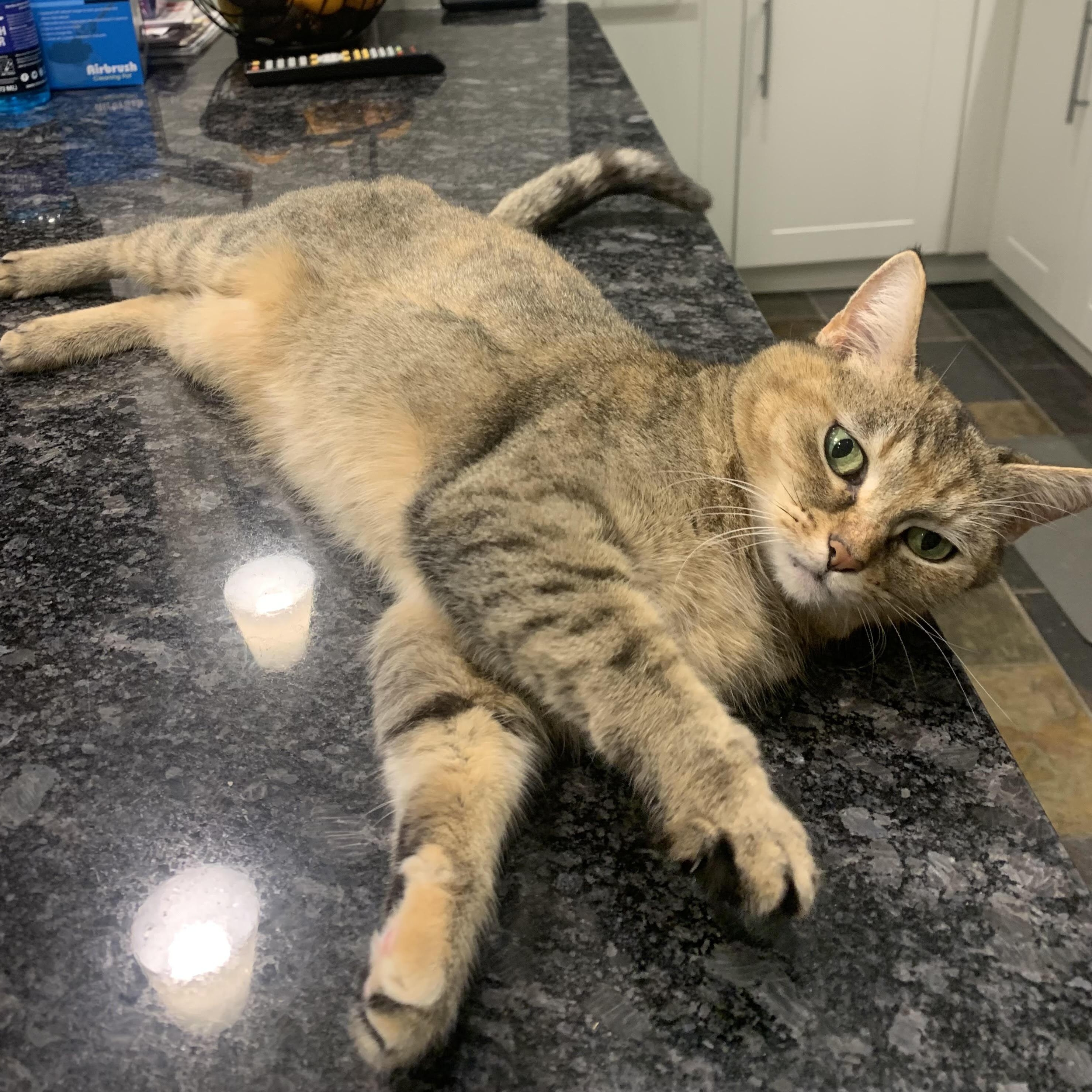Maggie, a ADOPTABLE Domestic Short Hair in Miamisburg, OH image 2/6