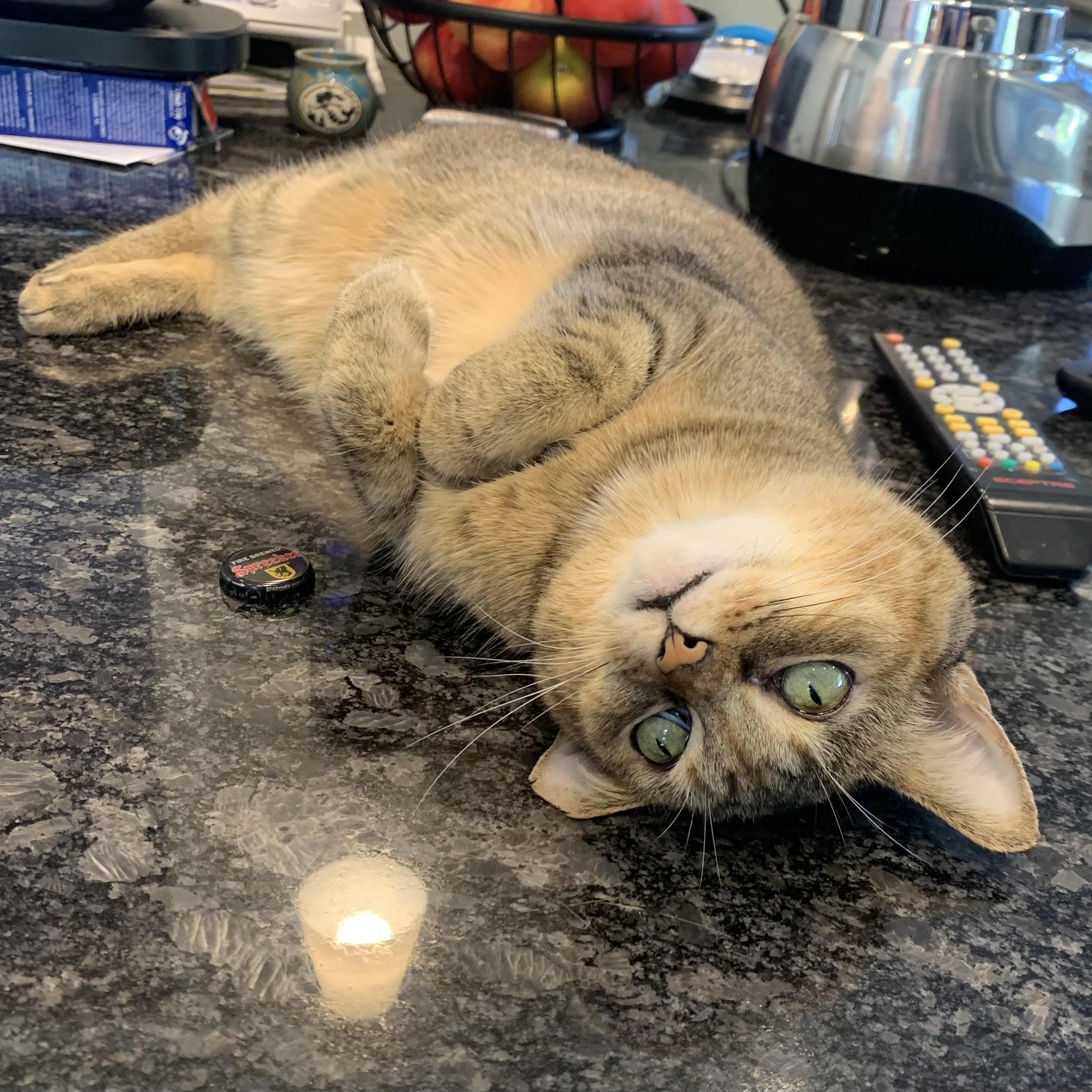 Maggie, ADOPTABLE, Adult Female Domestic Short Hair.