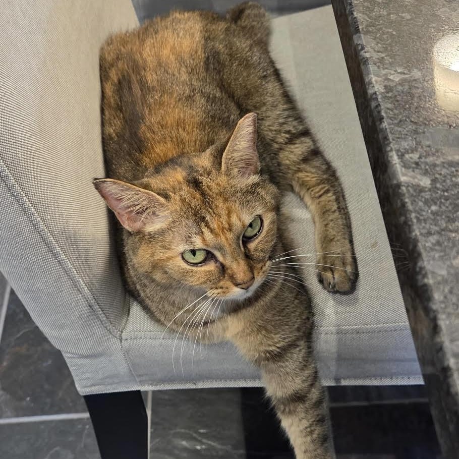 Maggie, a ADOPTABLE Domestic Short Hair in Miamisburg, OH image 4/6