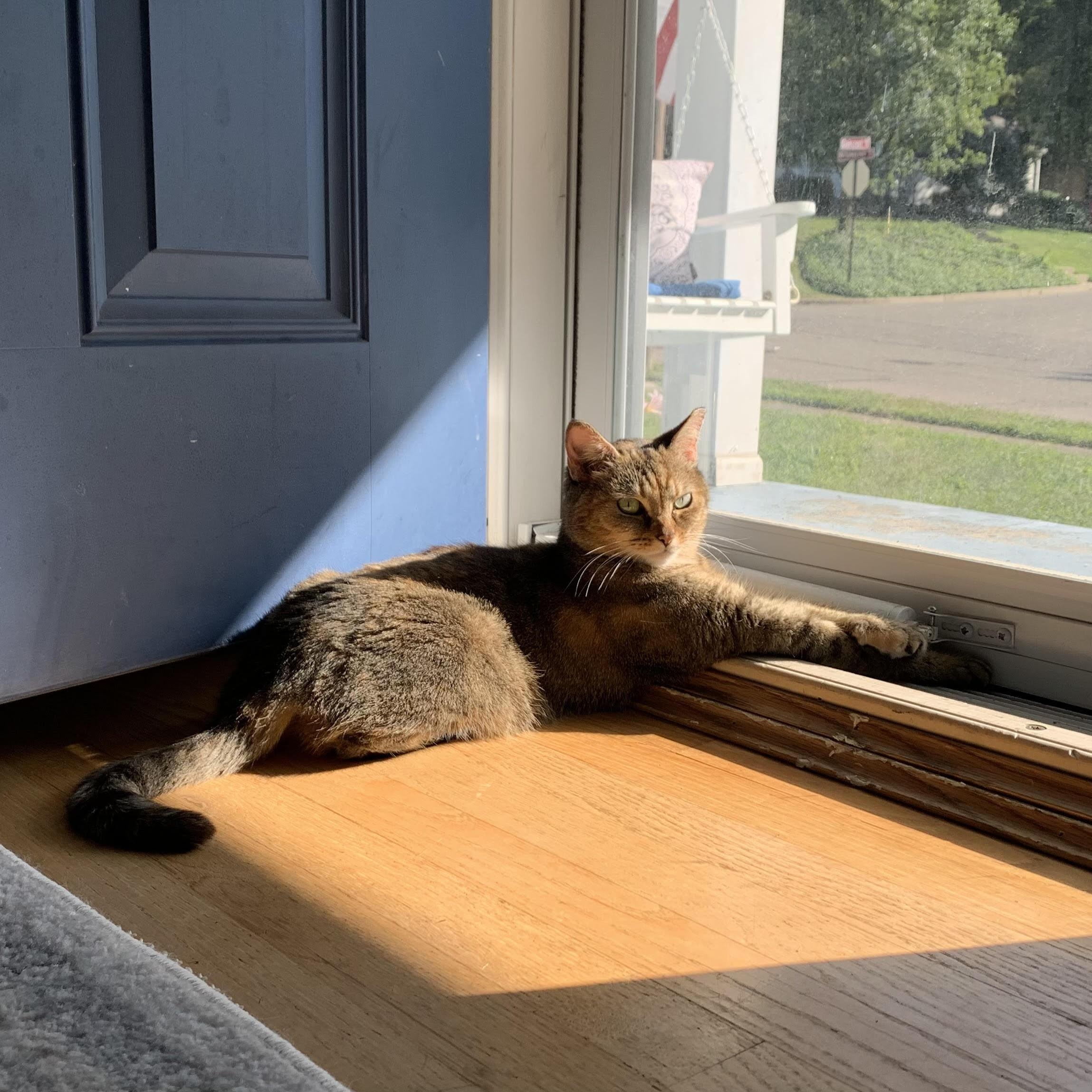 Maggie, a ADOPTABLE Domestic Short Hair in Miamisburg, OH image 3/6