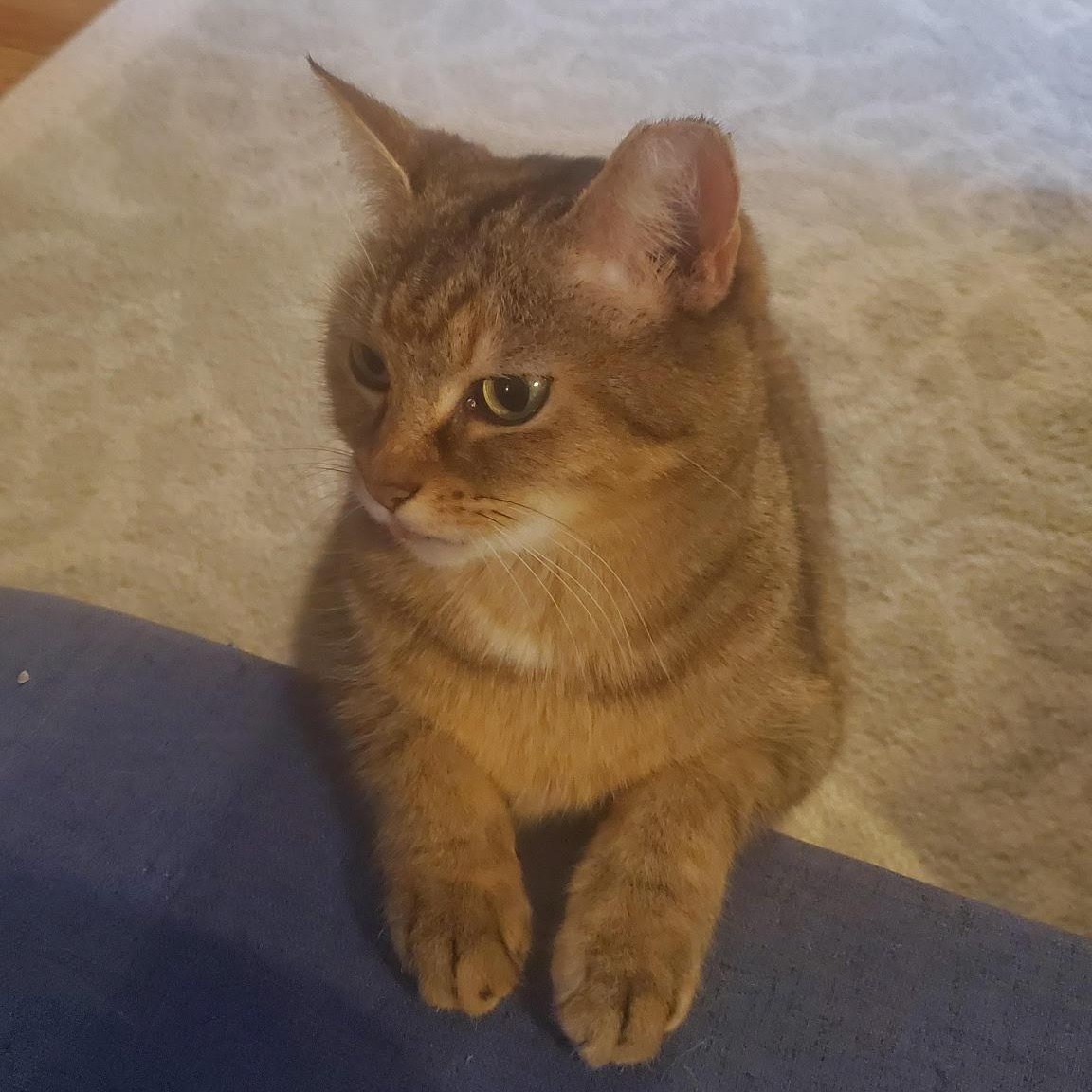Maggie, a ADOPTABLE Domestic Short Hair in Miamisburg, OH image 6/6