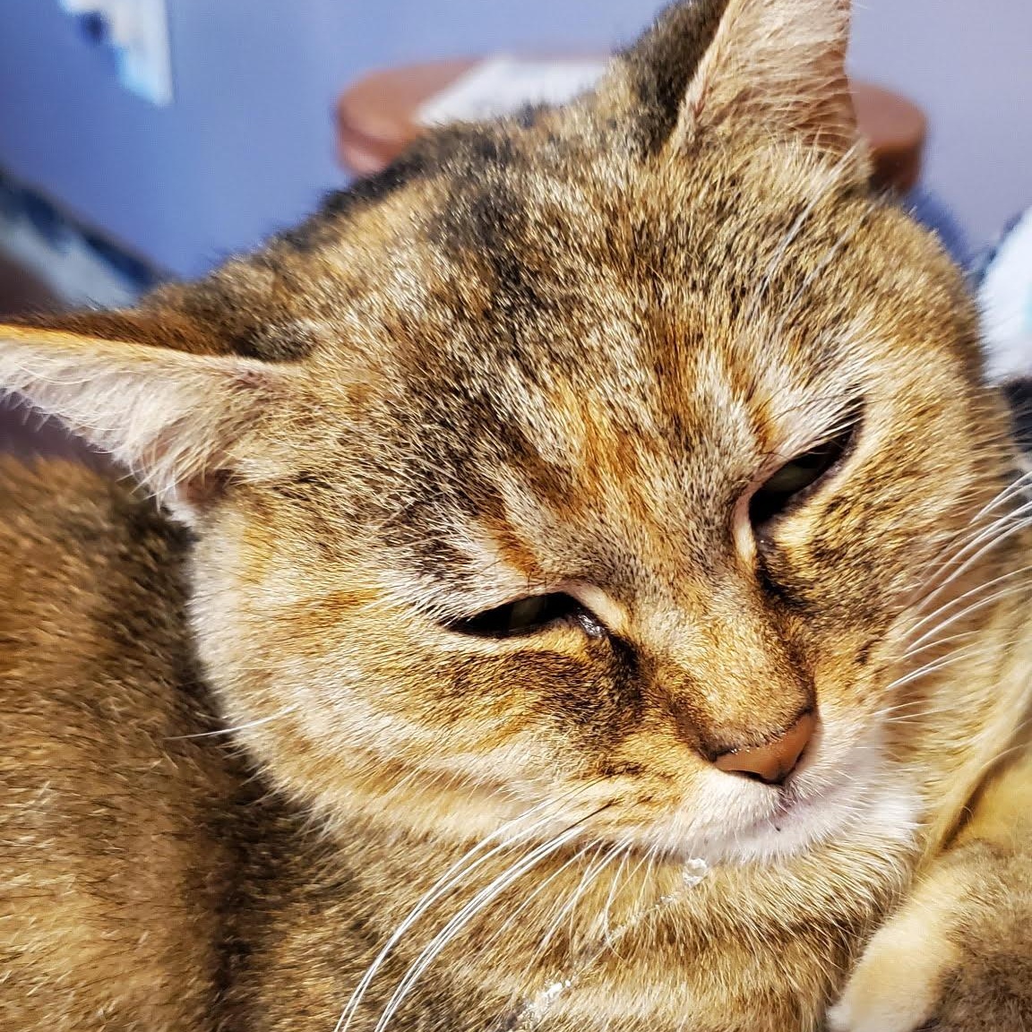 Maggie, a ADOPTABLE Domestic Short Hair in Miamisburg, OH image 5/6