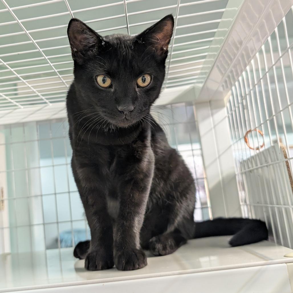 After Hours, Adoptable, Kitten Male Domestic Short Hair.