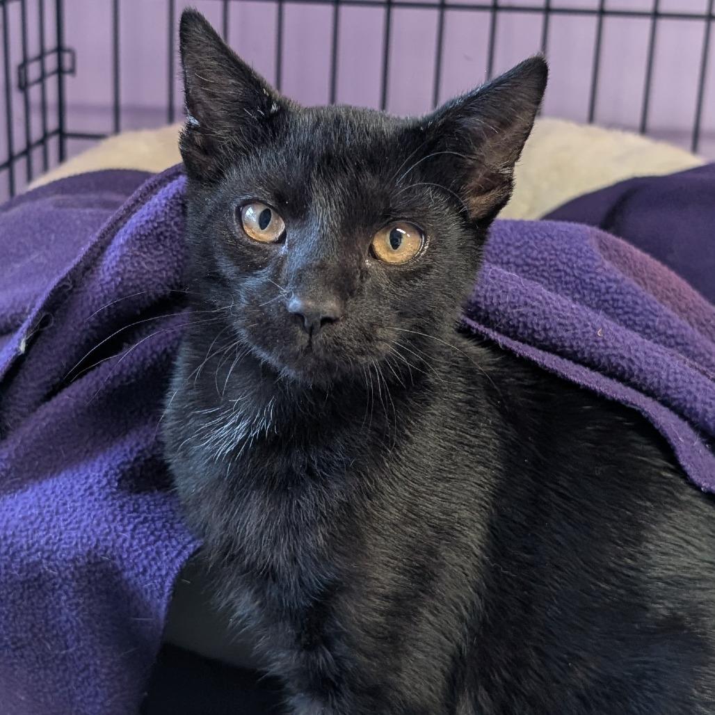 Enlarge After Hours, a Adoptable Domestic Short Hair in Redwood Valley, CA image 2/3