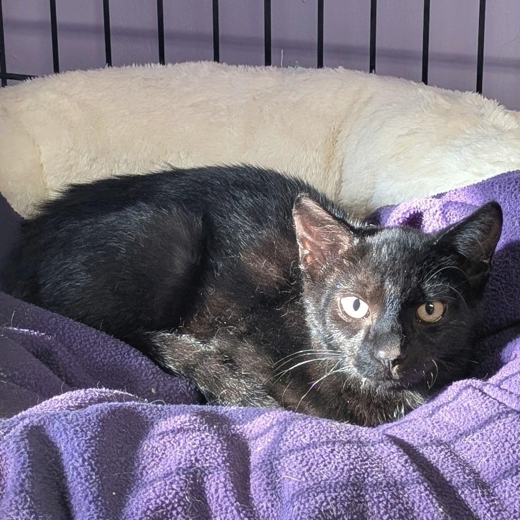 Enlarge After Hours, a Adoptable Domestic Short Hair in Redwood Valley, CA image 3/3