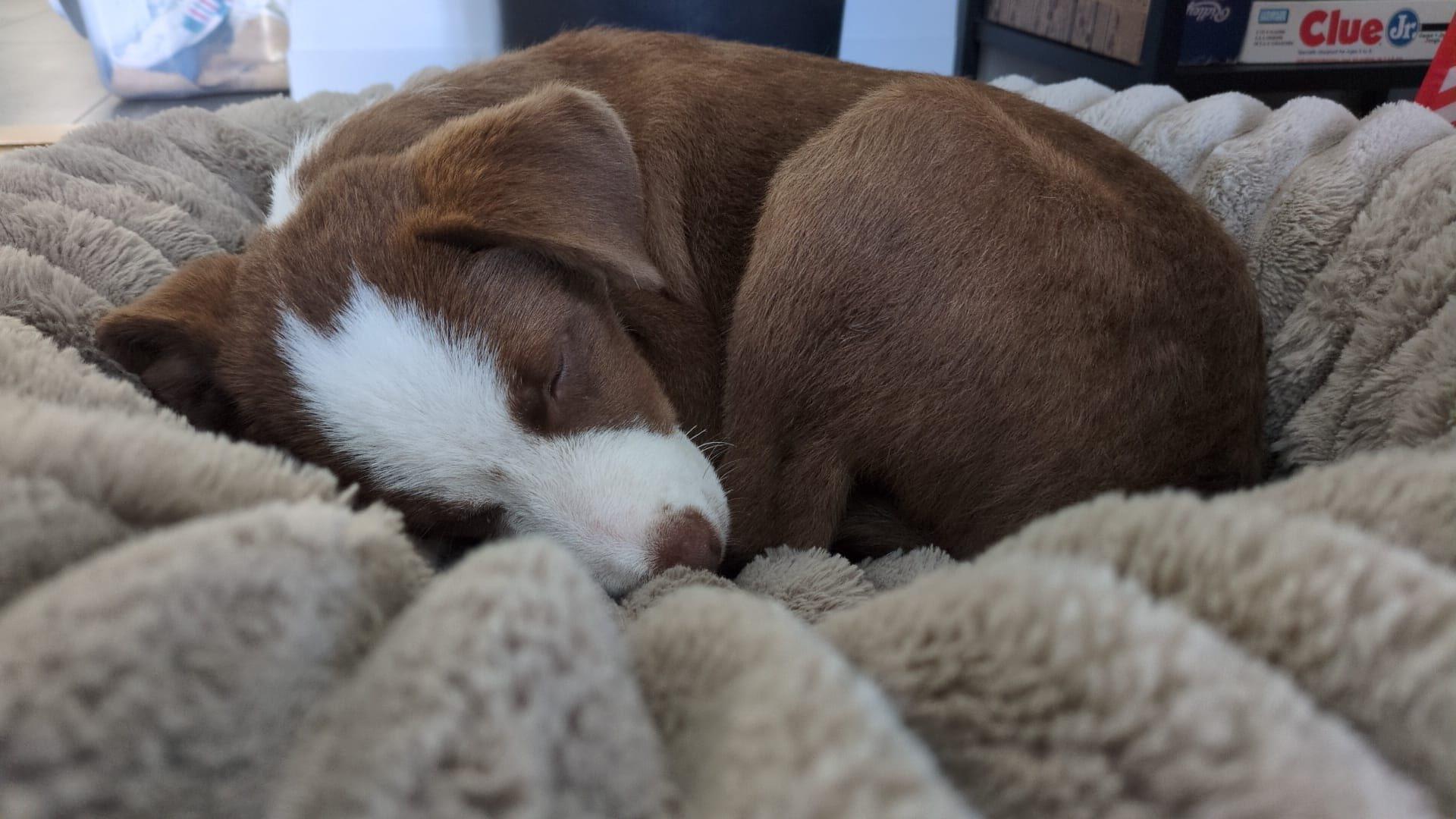 Bluejay (20260213-09)