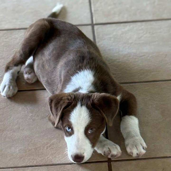 Bluejay (20260213-09) — thumbnail 2