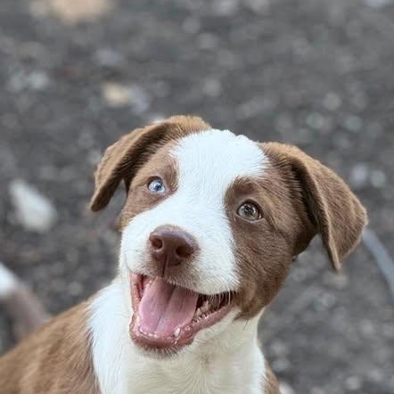 Bluejay (20260213-09) — thumbnail 3