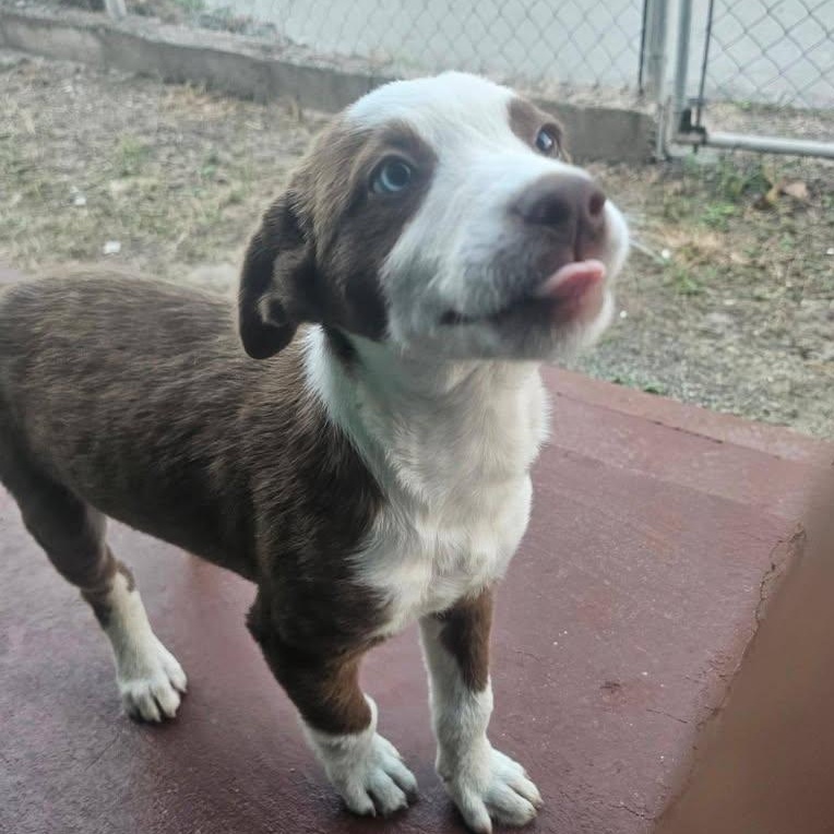 Bluejay (20260213-09) — thumbnail 4