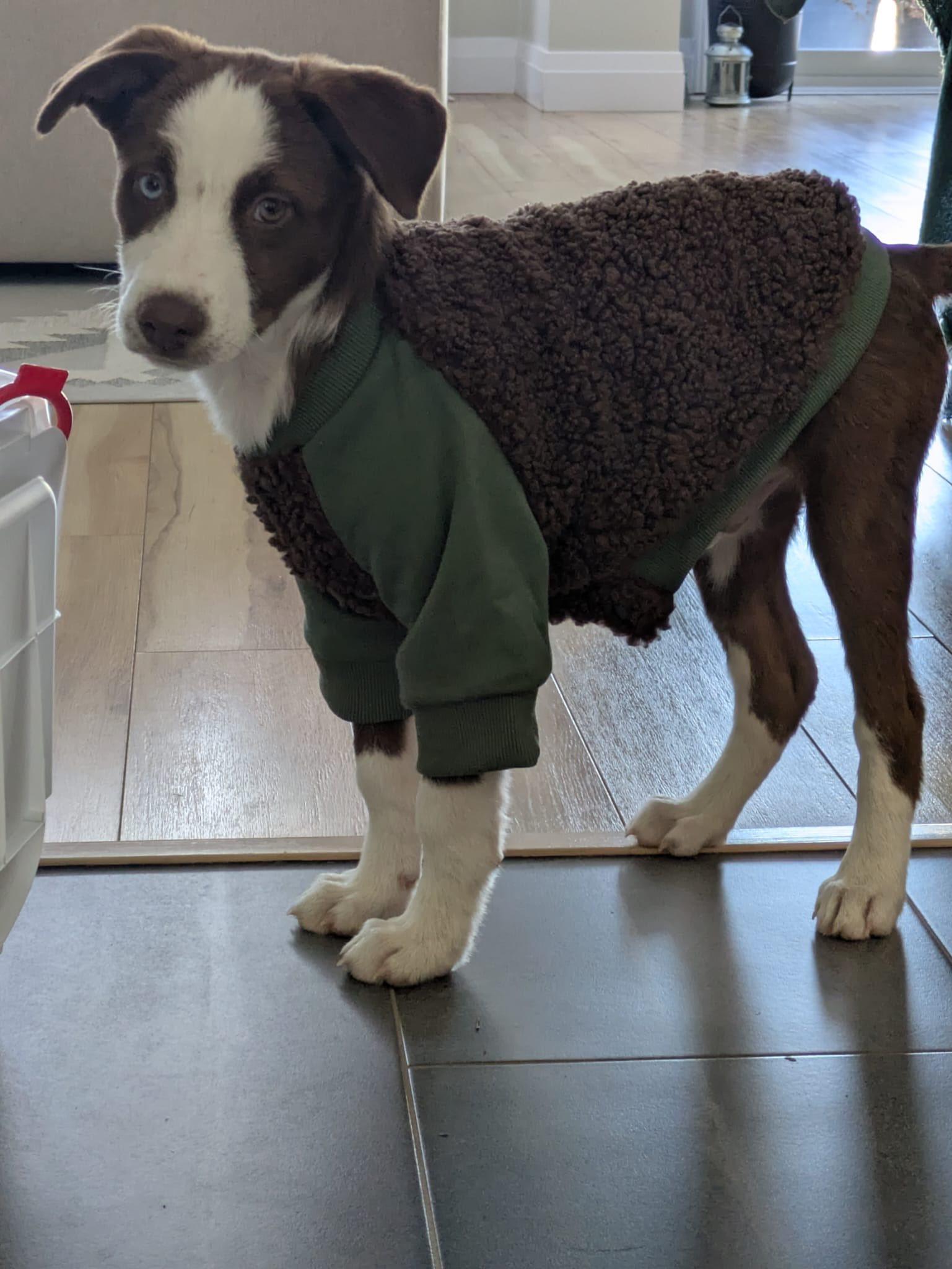 Bluejay (20260213-09) — thumbnail 5