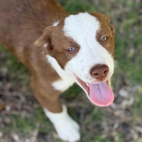 Bluejay (20260213-09) — thumbnail 6