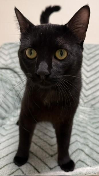 Gemini, ADOPTABLE, Young Male Domestic Short Hair.