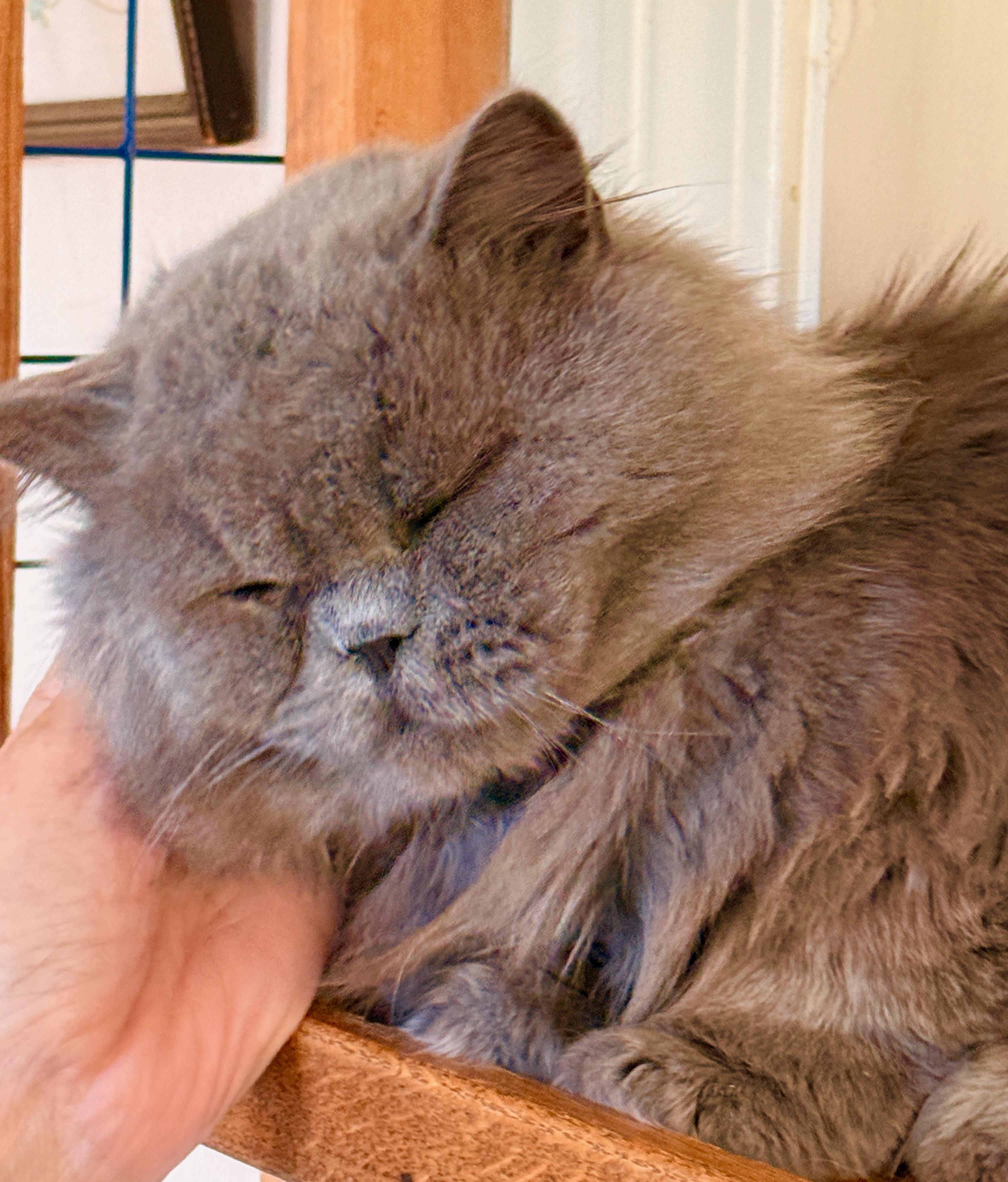 Blue Bear, a ADOPTABLE Persian in Davis, CA image 3/3