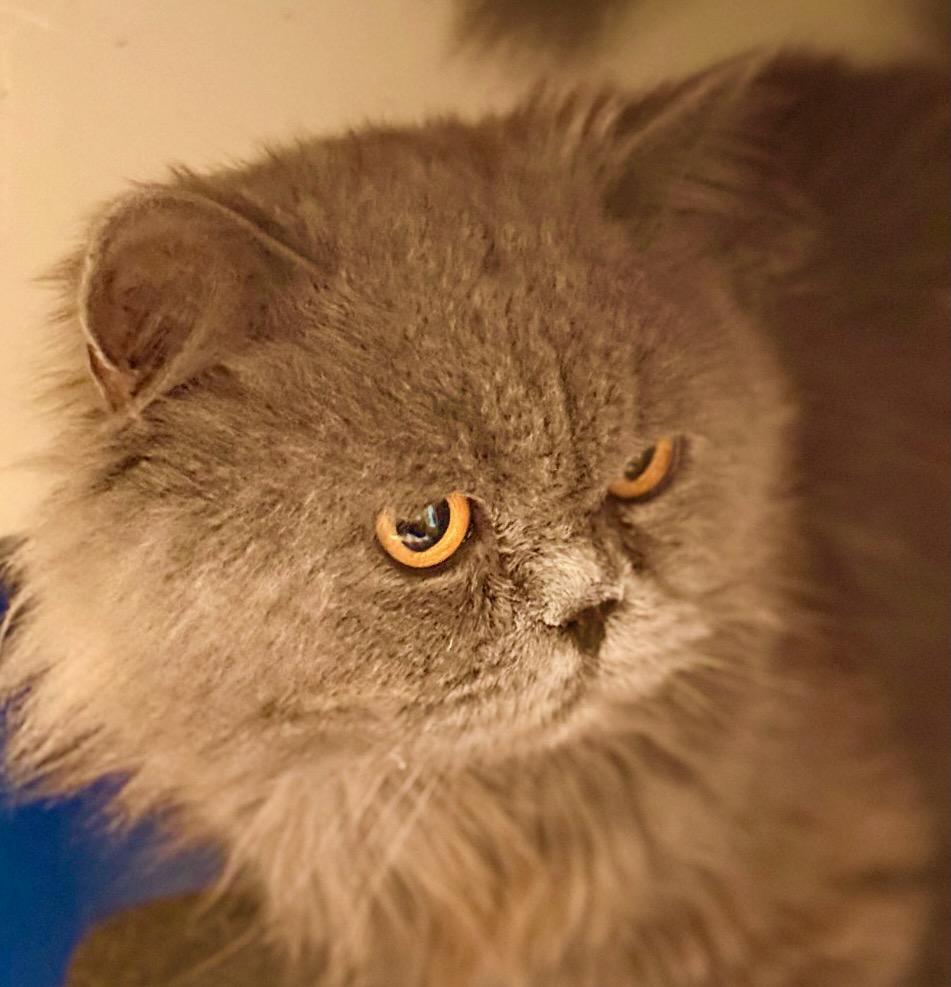 Blue Bear, ADOPTABLE, Young Male Persian.