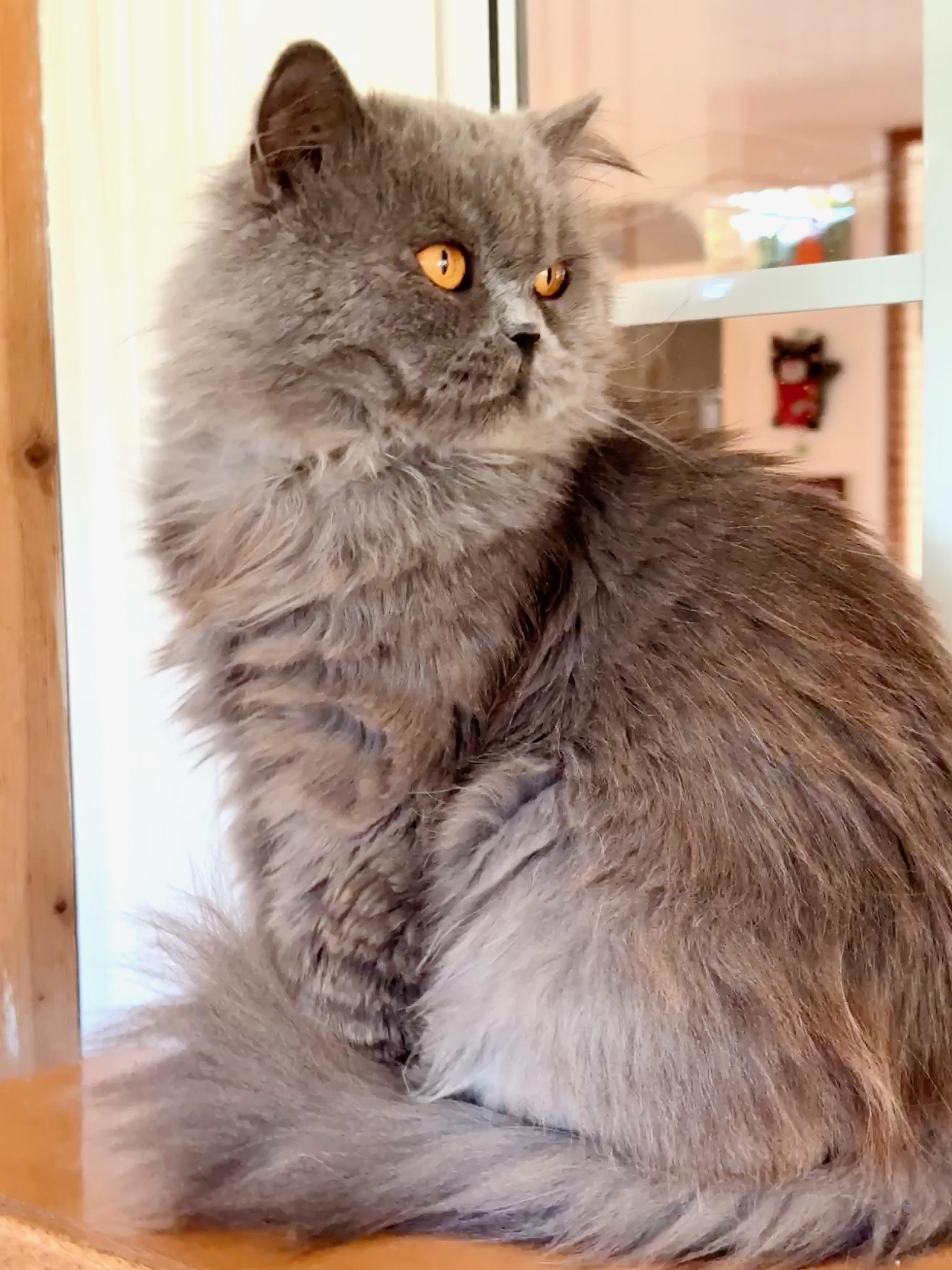 Blue Bear, a ADOPTABLE Persian in Davis, CA image 2/3