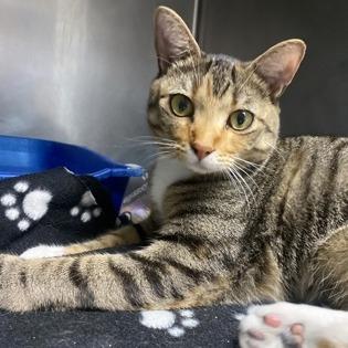 Marishka, Adoptable, Adult Female Domestic Short Hair.