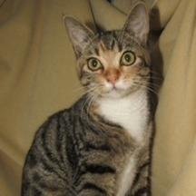 Marishka, a Adoptable mixed breed in Newport, NC image 2/6