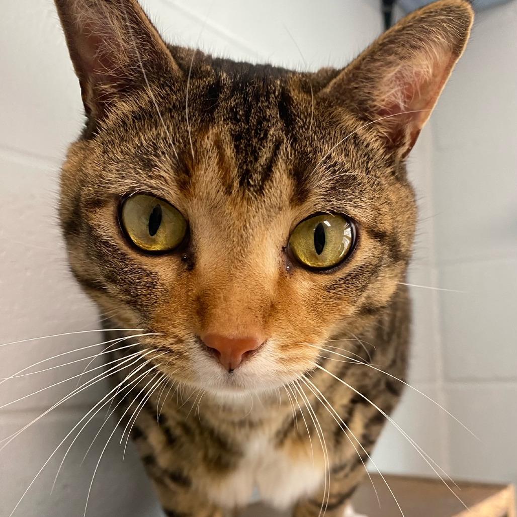 Marishka, a Adoptable mixed breed in Newport, NC image 4/6