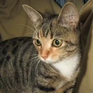 Marishka, a Adoptable mixed breed in Newport, NC image 4/6