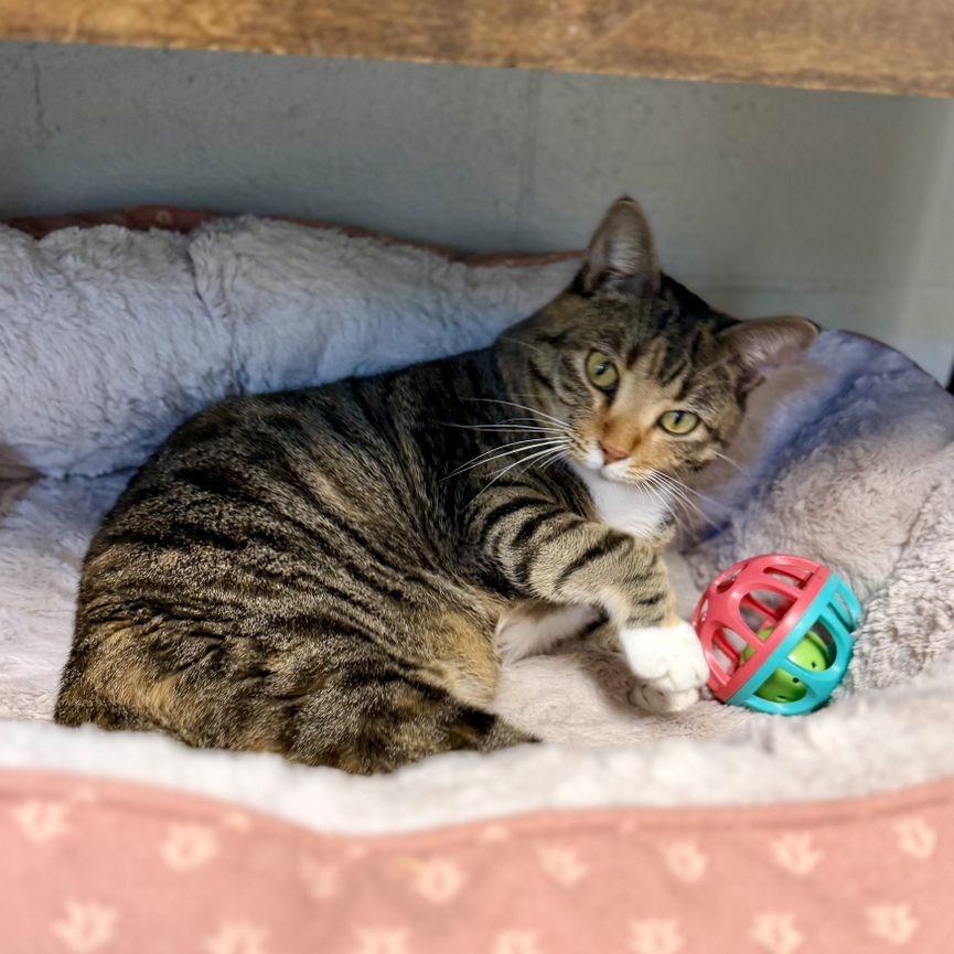 Marishka, a Adoptable mixed breed in Newport, NC image 5/6