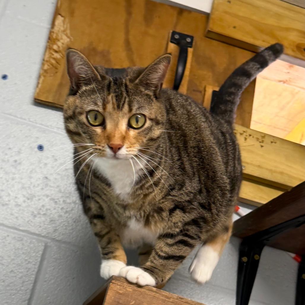 Enlarge Marishka, a Adoptable mixed breed in Newport, NC image 5/6