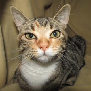 Marishka, a Adoptable mixed breed in Newport, NC image 6/6