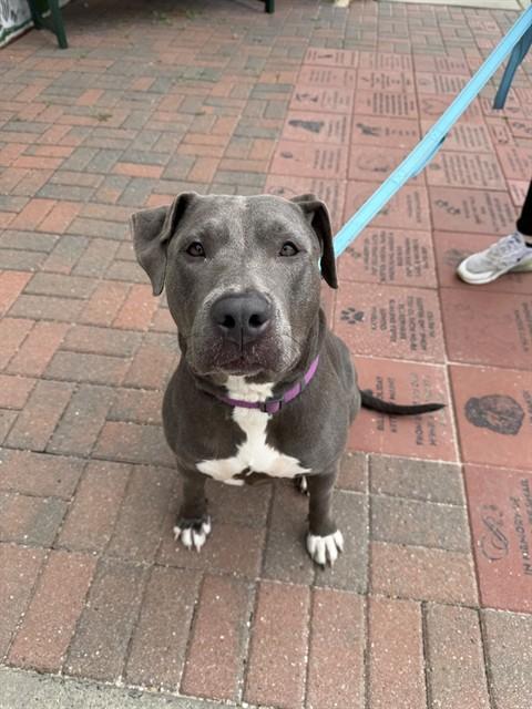 REINA, Adoptable, Adult Female Pit Bull Terrier & Mixed Breed.