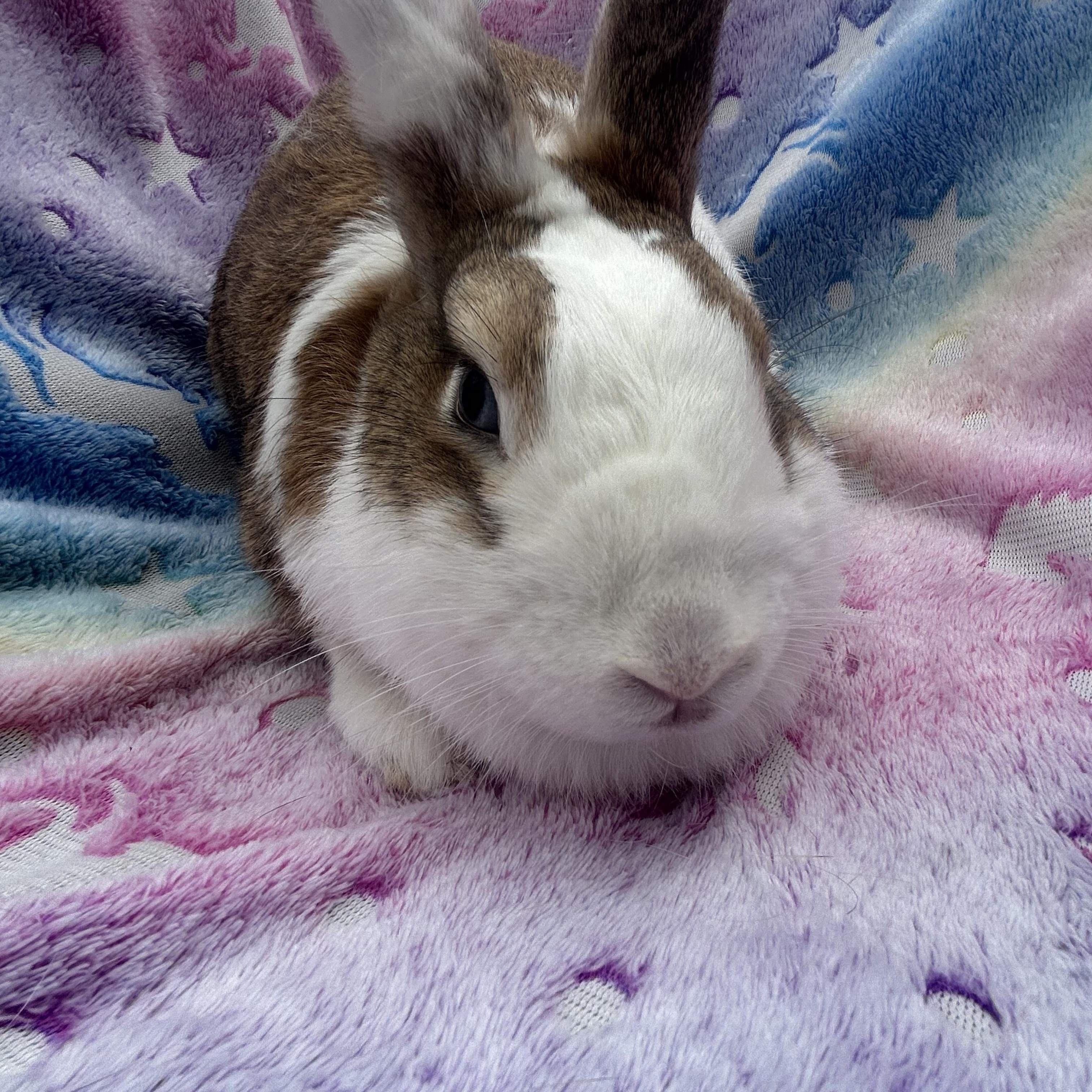 Enlarge Popcorn , an adopted English Spot in Midlothian, VA image 4/4