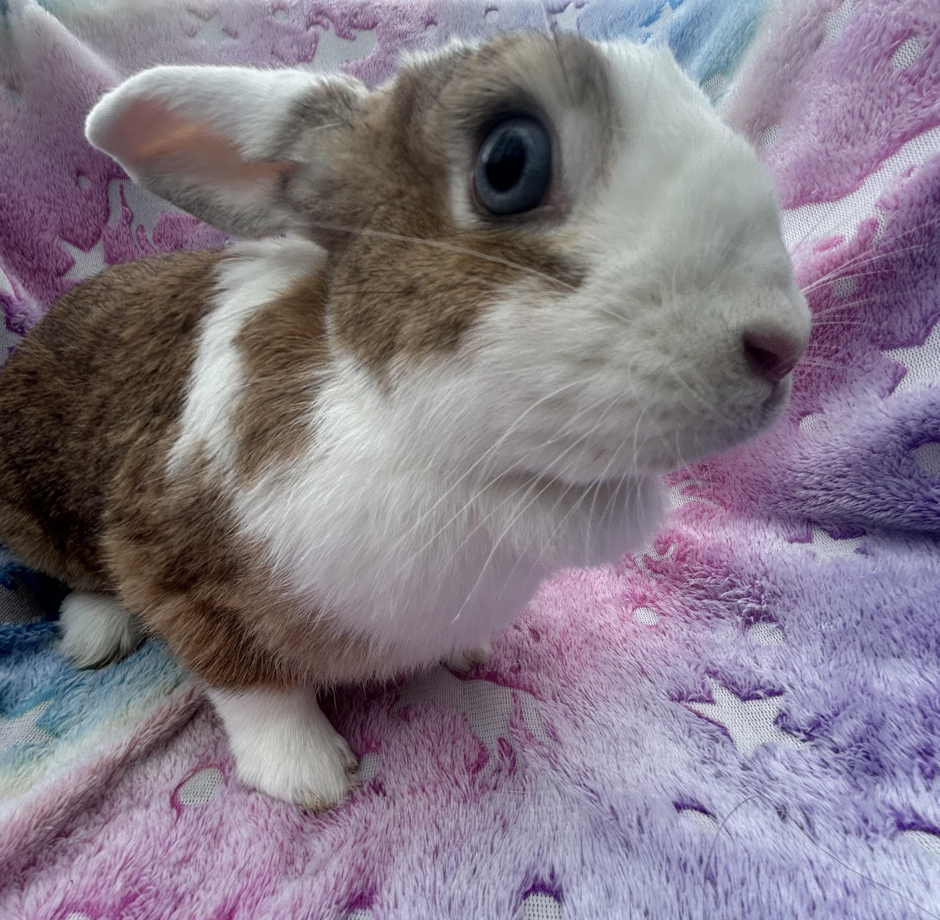 Popcorn , ADOPTABLE, Adult Female English Spot.