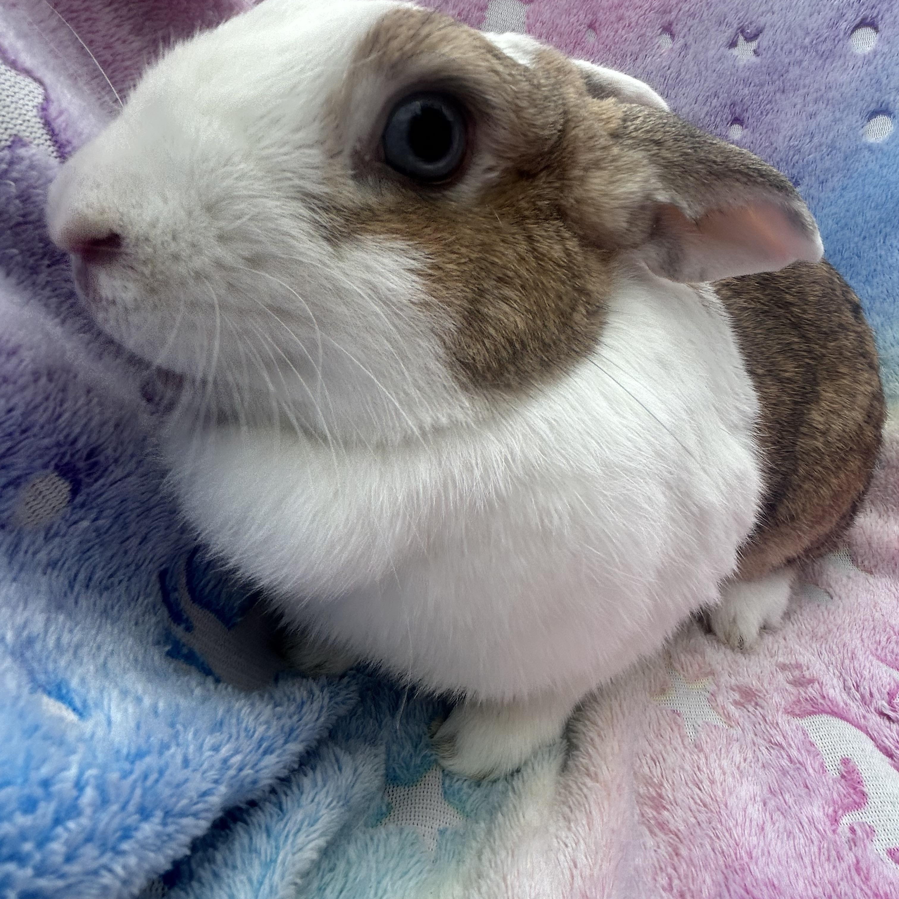 Enlarge Popcorn , an adopted English Spot in Midlothian, VA image 2/4