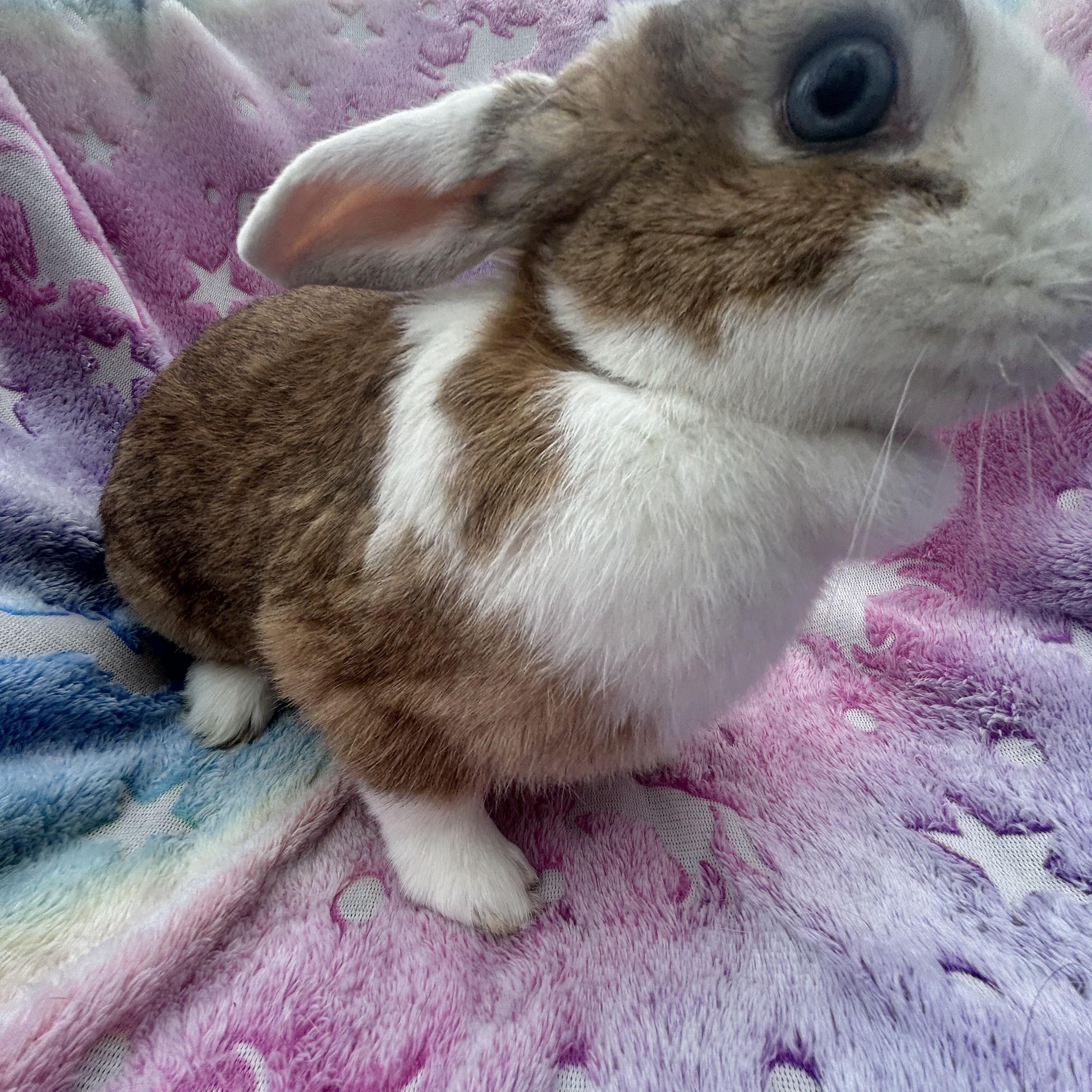 Enlarge Popcorn , an adopted English Spot in Midlothian, VA image 3/4