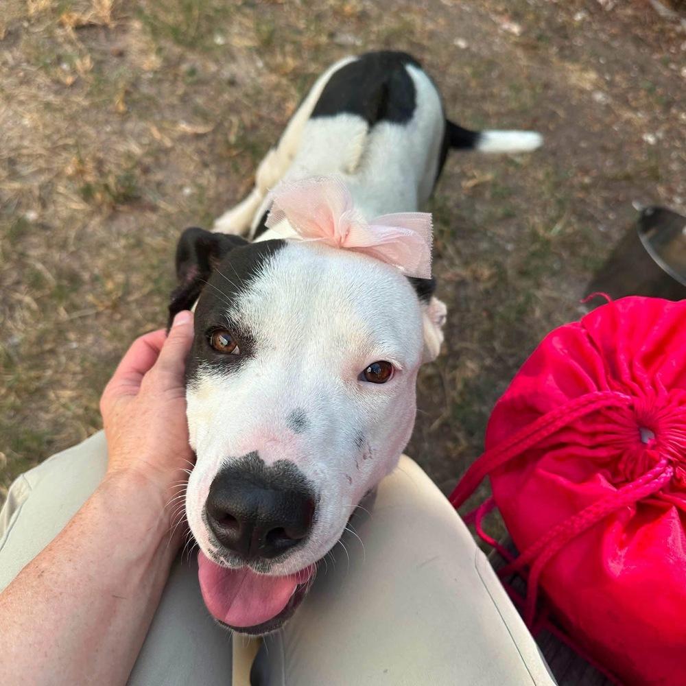 Sissy Moo Cow, Adoptable, Adult Female American Staffordshire Terrier & Mixed Breed.