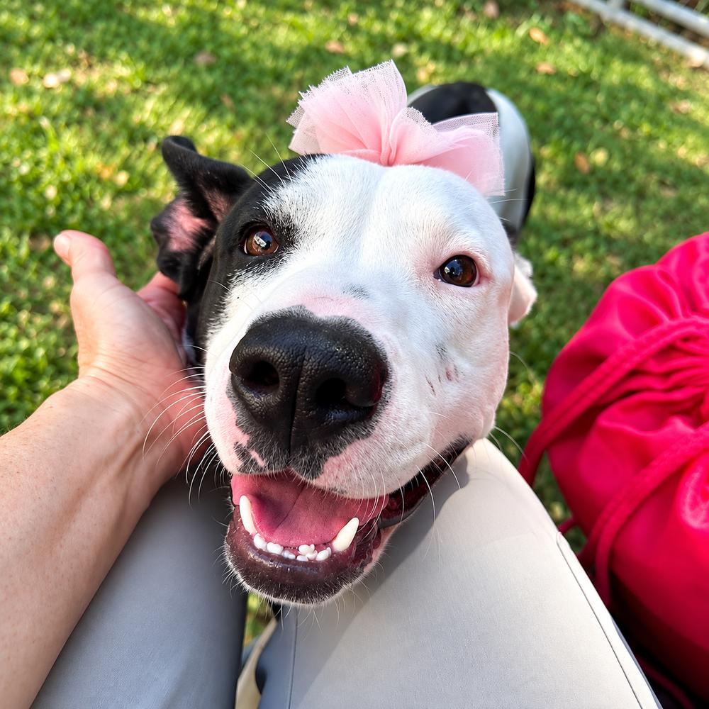 Enlarge Sissy Moo Cow, a Adoptable mixed breed in Saugus, MA image 2/4