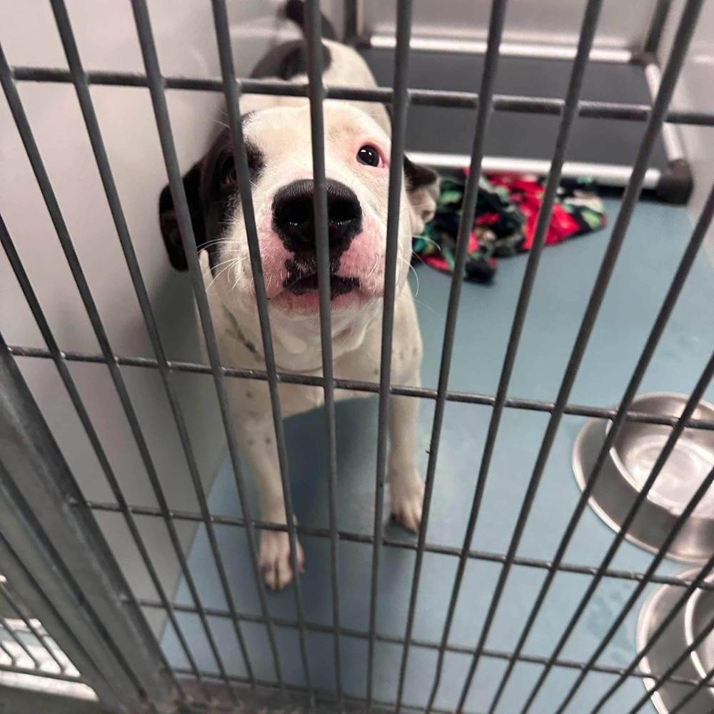 Enlarge Sissy Moo Cow, a Adoptable mixed breed in Saugus, MA image 3/4