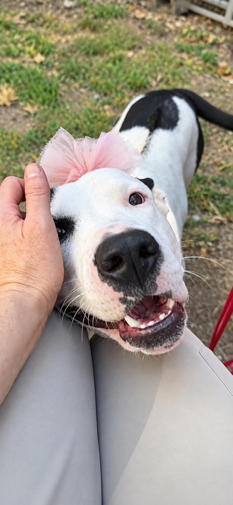 Enlarge Sissy Moo Cow, a Adoptable mixed breed in Saugus, MA image 4/4