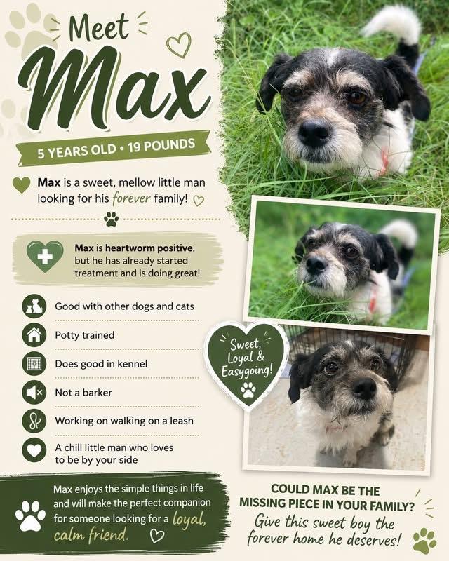 Enlarge Max, a Adoptable mixed breed in San Antonio, TX image 2/5