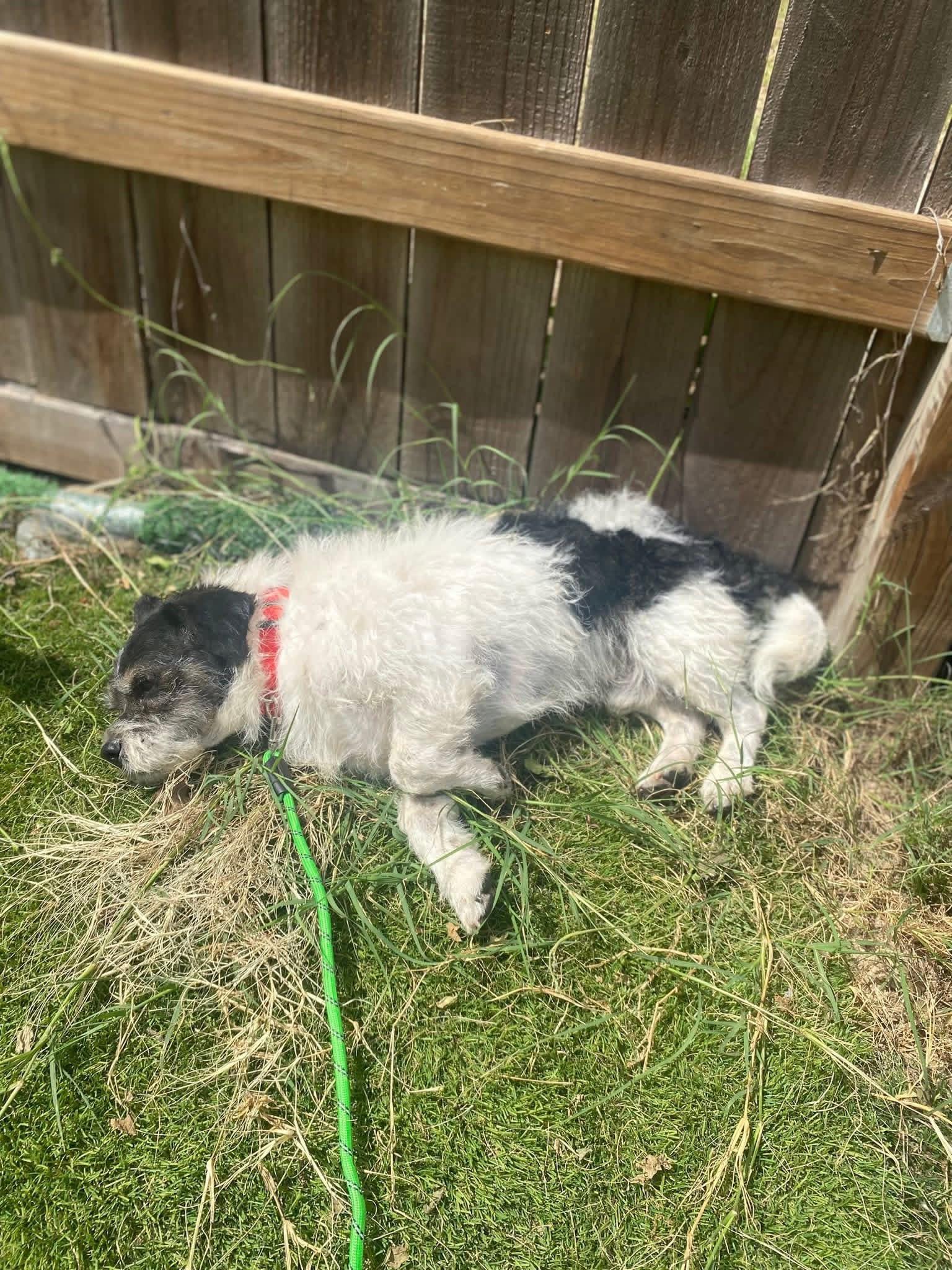 Enlarge Max, a Adoptable mixed breed in San Antonio, TX image 5/5